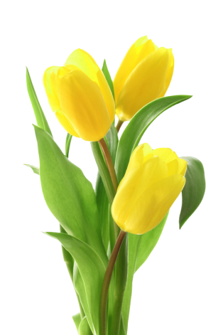 Flower Image